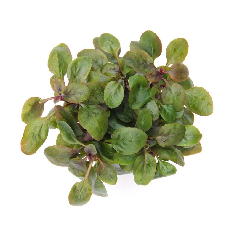 Dennerle Lobelia cardinalis Mini - imagine 3